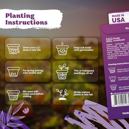 550 Purple Coneflower Heirloom Flower Seeds, Echinacea Purpurea - Image 3