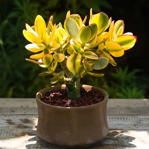 Sprout N Green Live Succulent Golden Jade with White Stripe Pot - Image 6