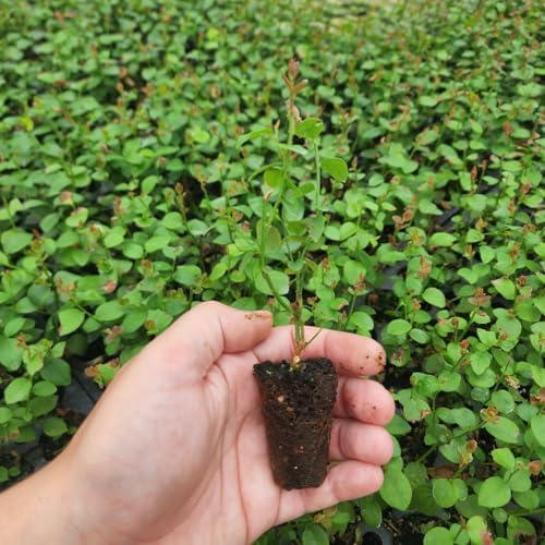 Live Legacy Blueberry Plants (4 Pack) – Northern Highbush Blueberry Bushes for Planting, Vigorous Growth, Late-Season Harvest, Suitable for Various Climates - Image 4