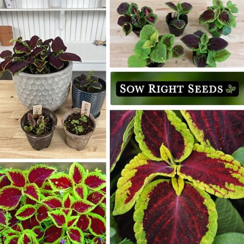 Sow Right Seeds- Rainbow Coleus Seeds for Planting Indoor Shade Flowers 2pk - Image 4