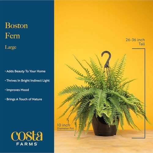 Costa Farms Boston Fern, Live Indoor Plant, Easy Care, Home Decor - Image 4