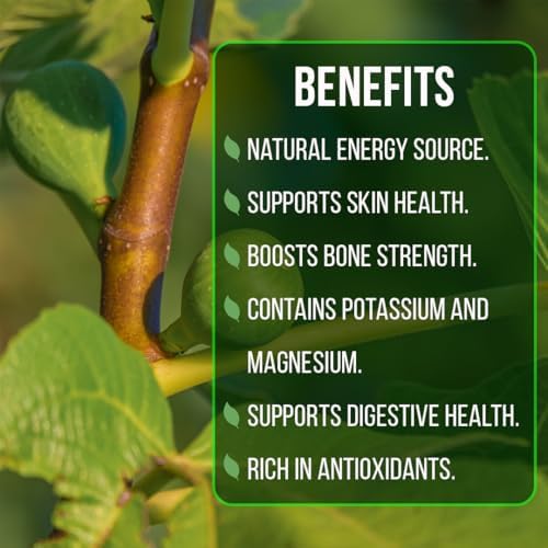 Violette de Bordeaux Fig Trees Live Plants – Set of 4 Starter Fig Plants – Compact, High-Yielding Variety with Rich, Sweet Fruit – Ideal for Containers and Small Gardens – Cold Hardy and Easy to Grow - Image 6