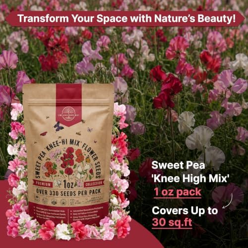 Sweet Pea Knee High Mix Seeds 1oz Over 330 Non-GMO Heirloom Seeds for Planting Flowers in Individual Packet, Home Indoor & Outdoor Gardening - Image 4