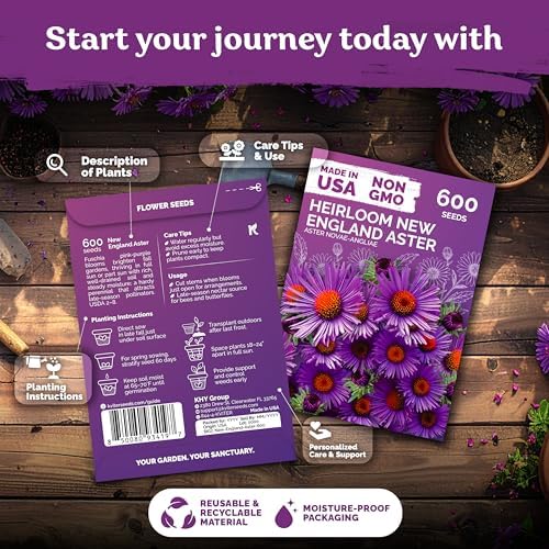 1,200 New England Aster Heirloom Flower Seeds, Aster Novae-Angliae - Image 2