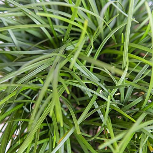 Mondo Grass 18 Pack - Evergreen Groundcover - Full Sun to Part Sun Live Outdoor Plant Loropetalum Grass Plugs - Image 4