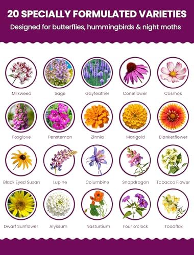 Wildflower Seeds Mix Hummingbird & Butterfly Cafe, 20 Heirloom Varieties, Specially Formulated to Attract Pollinators – High Germination for Outdoor Garden (4oz) - Image 3