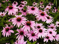 Greenwood Nursery: Live Perennial Plants - Magnus Coneflower + Echinacea Purpurea - [Qty: 1x Pint Pot] - (Click for Other Available Plants/Quantities) by GreenwoodNursery