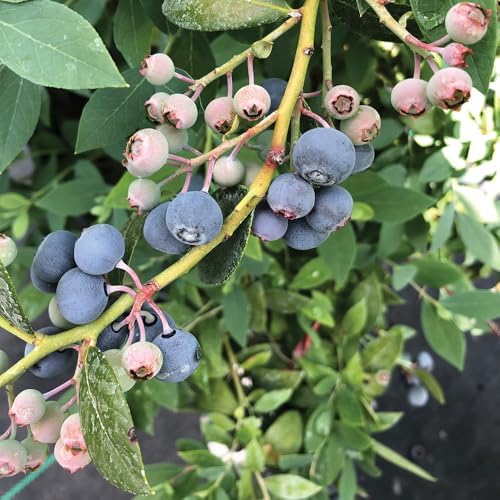 Proven Winners 2 Gal. Blueberry Splendid! Blue Shrub - Image 3