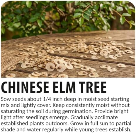 30 Chinese Elm Tree Seeds | Ulmus Parvifolia Bonsai Seeds for Planting - Image 6
