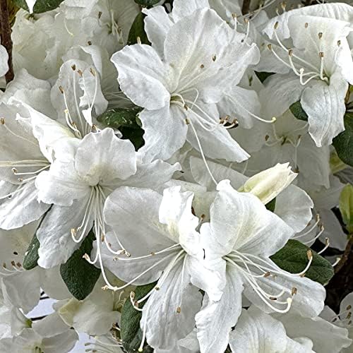Delaware Valley White Azalea, Live Evergreen Flowering Shrub, 3 Gallon - Image 3
