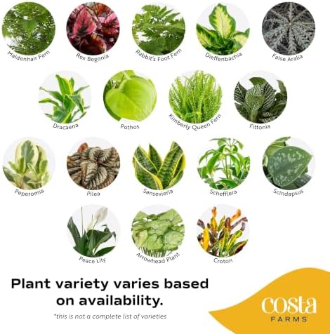 Costa Farms Live Indoor Houseplant Pack, Live Indoor Plants, Easy Care - Image 3