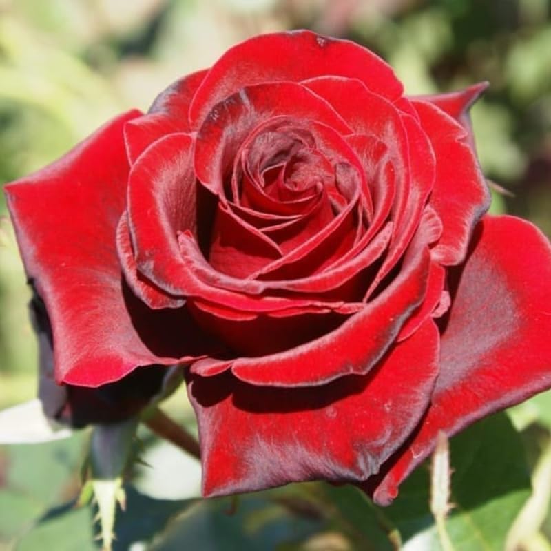 Dark Red Climbing Roses Live Plants, Fragrant Starter 5-9" Tall - Image 4