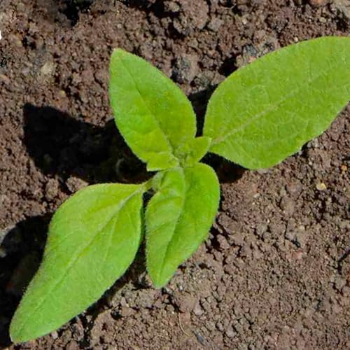 Seed Needs Dwarf Teddy Sunflower Seeds to Plant Cut Flowers - 2 Packs - Image 5