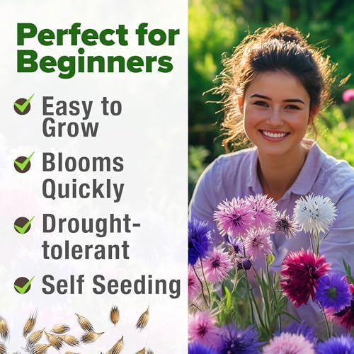 HOME GROWN Bachelor Button Tall Mix 700+ Flower Seeds Centaurea cyanus - Image 4