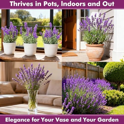 Lavender Seeds for Planting, English Lavender Seeds Indoor & Outdoor, 7000+ Heirloom Seeds, High Germination, Easy to Grow, Fragrant Flowers, Culinary & Crafts (0.7 oz) - Image 4