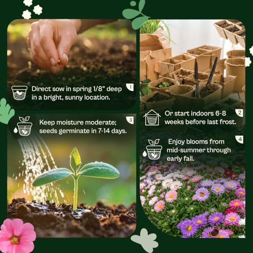 SVI 1500 Single Mix China Aster Heirloom Seeds, Callistephus chinensis - Image 5