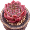 Echeveria Strawberry Shake Rare Live Succulent Plants, 1 Head Pot Size 2.5" Pink Live Plant, Excludes Pot & Soil, Garden Indoor Office Desk, Wedding Party Baby Shower Decor, Gift for Plant Enthusiasts by Unknown
