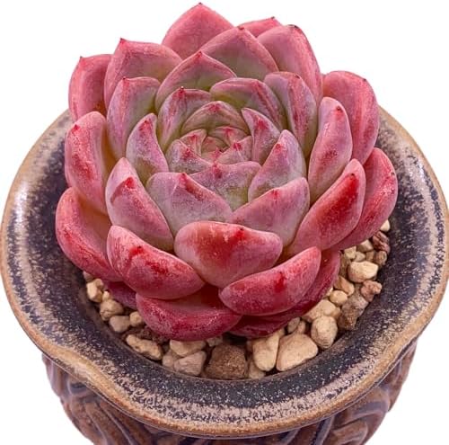 Echeveria Strawberry Shake Rare Live Succulent Plants, 1 Head Pot Size 2.5" Pink Live Plant, Excludes Pot & Soil, Garden Indoor Office Desk, Wedding Party Baby Shower Decor, Gift for Plant Enthusiasts by Unknown
