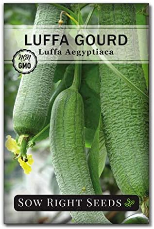 Sow Right Seeds - Luffa Gourd Seed for Planting Loofah Natural Sponge by SowRightSeeds