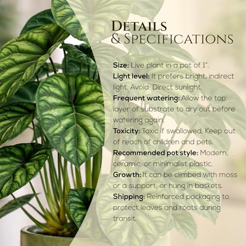 Alocasia Dragon Scale (4 Pack) Live Plant, Rare Indoor Alocasia, Elephant Ear Tropical Houseplant, Textured Foliage Plant, Starter Size Alocasia Plant,Houseplant for Home Decor and Indoor Growing - Image 3