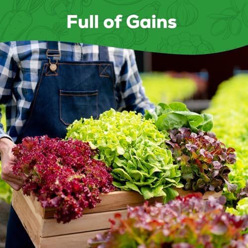 Heirloom Lettuce Seeds - 5 Varieties Lettuce Seeds for Planting - Black Seeded Simpson, Iceberg, Buttercrunch, Parris Island Cos & Lolla Rossa Lettuce - Home Garden & Hydroponic Seeds - Image 6
