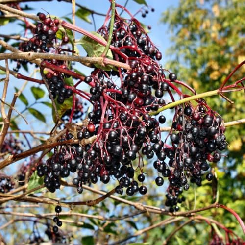 10 Black Elderberry Cuttings Bushes Live Plants, Berry Shrub, 6-8 Inch Tall by AVERAR