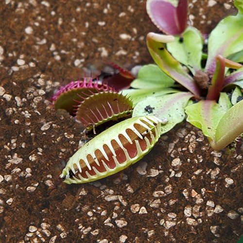 Carnivorous Plant Soil Mix 4qt, Pure Peat Moss and Perlite Mixture for Venus, Pitcher, Butterwort, Nepenthes, Sundew - Image 6