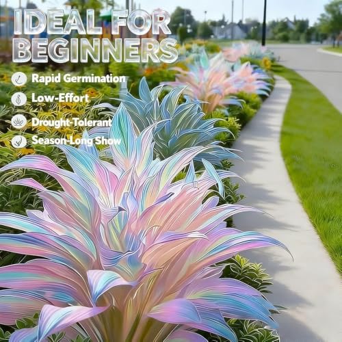 Mixed 305+ Hosta Seeds Mix for Planting,Colorsed Hostas Seeds Rare Perennial Under Trees & North Facing Areas Shade,Drought Tolerant Perennial Ground Cover with Decorative Gardens - Image 4
