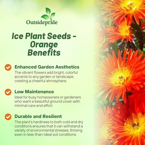 Outsidepride Gelato Orange Ice Plant Seeds - 5000 Pcs Perennial, Drought Tolerant Ground Cover Seeds for Planting Vibrant Trailing Blooms, Ideal for Sunny Gardens & Xeriscape Landscaping - Image 3