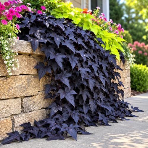 4 Black Sweet Potato Vine Cuttings | Fresh Live 6-Inch Unrooted Plant Cuttings | Easy to Root | Fast Growing Ornamental Vine | Great for Containers, Hanging Baskets & Landscapes by CZGrain