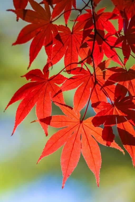 Japanese Red Maple Live Plant – 1-2 Ft Tall Tree in 3 Inch Pot – Outdoor Ornamental Dwarf Red Maple for Landscaping, Patio, Garden or Bonsai Starter – Hardy Deciduous Shade Tree - Image 5