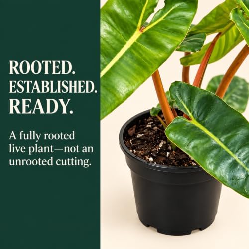 Philodendron Billietiae Live Plant - Fully Rooted Rare Indoor Houseplant - Image 3