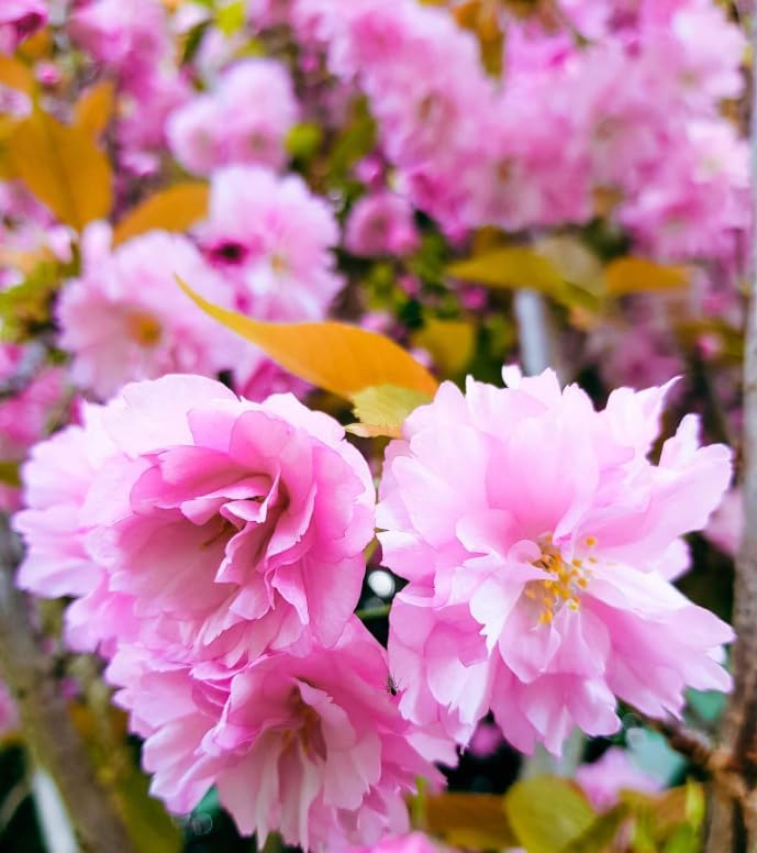 Double Pink Flowering Cherry Trees Live Plant Cherry Blossom Tree, Ornamental Tree Bright Pink Spring Blooms, Deciduous Small Plant 6-12" Tall in 2.5" Pot - Image 6
