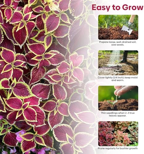 Groundio Coleus Rainbow Mix Seeds for Planting – Coleus Colorful Flower Seeds, Non-GMO Heirloom Seeds for Outdoor & Indoor Garden, Containers, Borders, Patios (Coleus scutellarioides) - Image 6