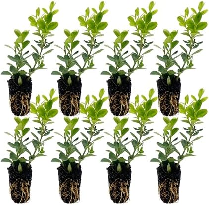 ragnaroc Japanese Boxwood 2-4" (Buxus microphylla VAR. Japonica) 8ct - Live Plant for Indoor Outdoor Use, Garden & Landscaping - Live Arrival Guaranteed by ragnaroc