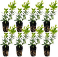 ragnaroc Japanese Boxwood 2-4" (Buxus microphylla VAR. Japonica) 8ct - Live Plant for Indoor Outdoor Use, Garden & Landscaping - Live Arrival Guaranteed by ragnaroc
