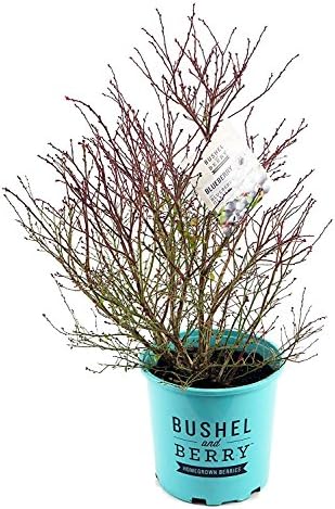 Bushel and Berry™ - Vaccinium cor. Blueberry Glaze (Blueberry) Edible-Shrub, , #2 - Size Container - Image 3