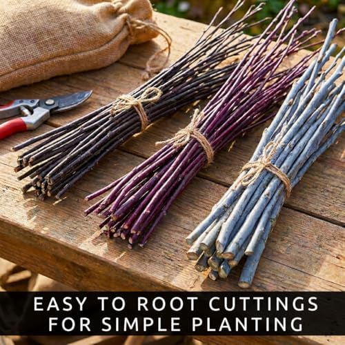 Colorful Willow Bush Cuttings Kit | 15 Live Cutting's for Planting | 5 Blackskin, 5 Purple Continental & 5 Blue Bark Willow Cuttings | Fast Growing Ornamental Shrubs for Landscaping & Privacy - Image 5
