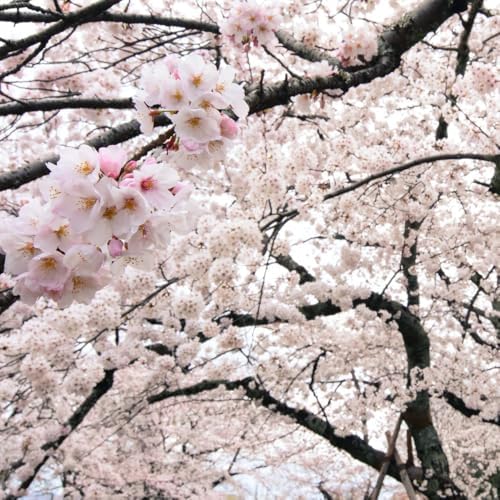White Cherry Blossom Tree, Ornamental Plant Live, 6-12" Tall, in Pot - Image 3