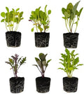 Greens Seedlings: Ready-to-Plant Seedlings, Starts, Plugs, Garden-Ready, Live Plants, Transplants, Pre-sprouted, for Soil & Hydroponic Gardens (6 seedings) by CercaCultivation