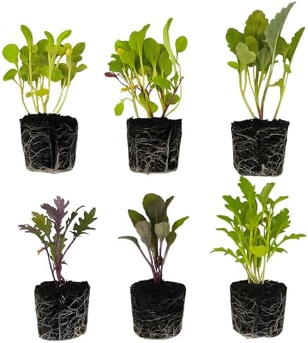 Greens Seedlings: Ready-to-Plant Seedlings, Starts, Plugs, Garden-Ready, Live Plants, Transplants, Pre-sprouted, for Soil & Hydroponic Gardens (120 seedlings) by CercaCultivation