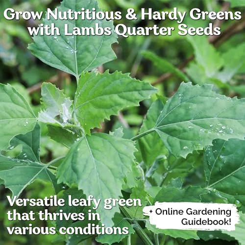 10000 Lambs Quarter Herb Heirloom Seeds, Chenopodium Album - Image 2