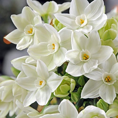 Easy to Grow Narcissus Paperwhite Ziva 10 Flower Bulbs - Large Flower Bulbs for Indoor Home Forcing, Strong Spice Fragrance, Holiday Blooms - Image 2