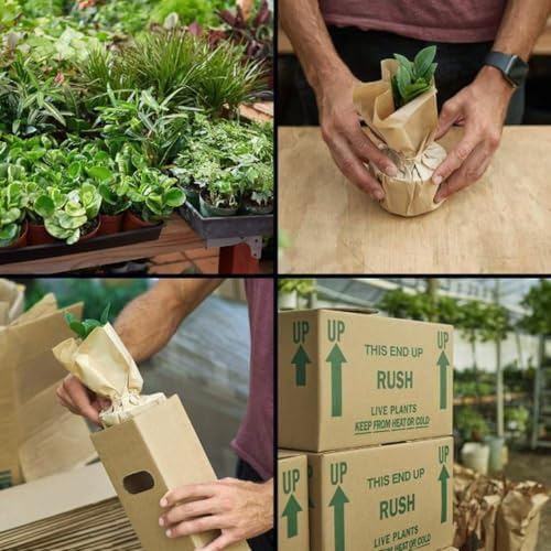 Variegated Devil's Backbone Euphorbia | Live Plant for Indoor & Outdoor | for Living Room, Office, Bathroom | (4" Pot) - Image 5