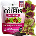 HOME GROWN Rainbow Coleus 1500 Flower Seeds Plectranthus scutellarioides by HOMEGROWN