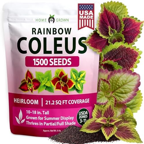 HOME GROWN Rainbow Coleus 1500 Flower Seeds Plectranthus scutellarioides by HOMEGROWN