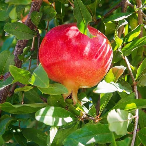 Russian Pomegranate, 5 Gallon Live Nursery Pot, Delicious Red Fruit| Arbor Day Foundation (Due to Agricultural Laws, Unavailable to CA, AZ, TX) - Image 4