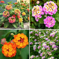 CarpetC 199+ Lantana Seeds for Planting, Evergreen Perennial Shrub Lantana Camara, Drought Tolerant Long-Blooming Flowers for Garden Borders and Home Hanging Baskets by GardenGlorySeed