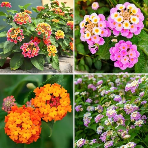 CarpetC 199+ Lantana Seeds for Planting, Evergreen Perennial Shrub Lantana Camara, Drought Tolerant Long-Blooming Flowers for Garden Borders and Home Hanging Baskets by GardenGlorySeed