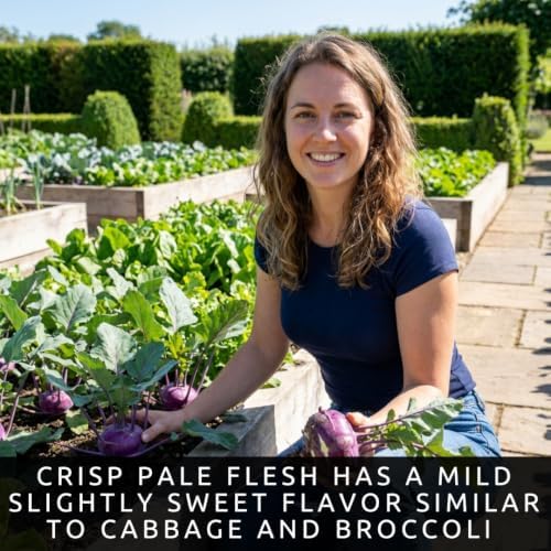 100 Purple Kohlrabi Seeds | Heirloom Vegetable Seeds for Planting - Image 3